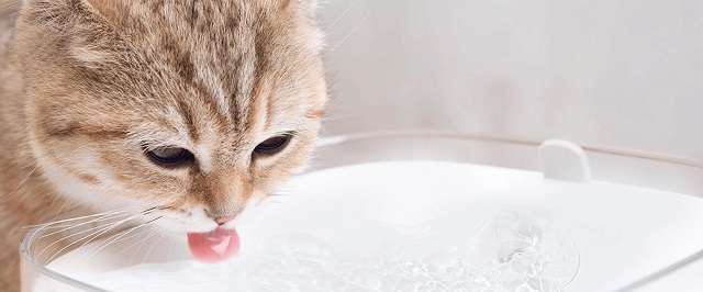 xiaomi pet fountain