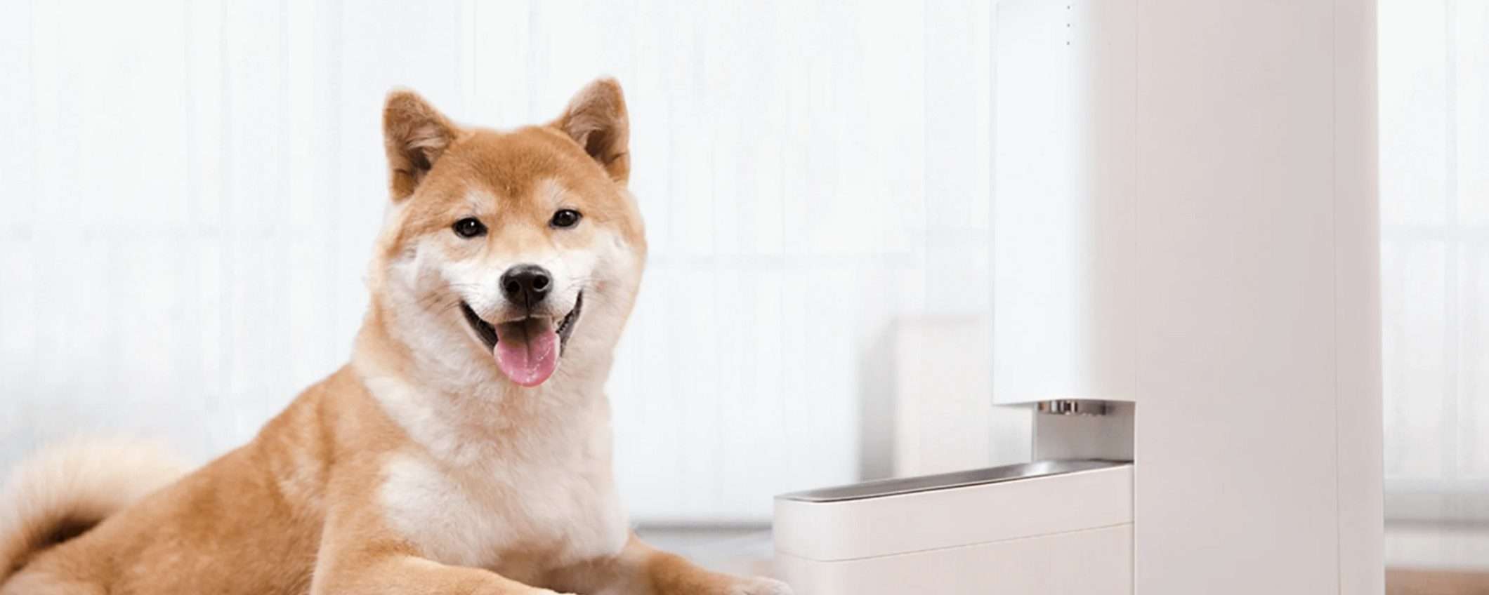 Xiaomi Smart Pet Food Feeder torna in offerta: la soluzione DEFINITIVA quando sei in vacanza