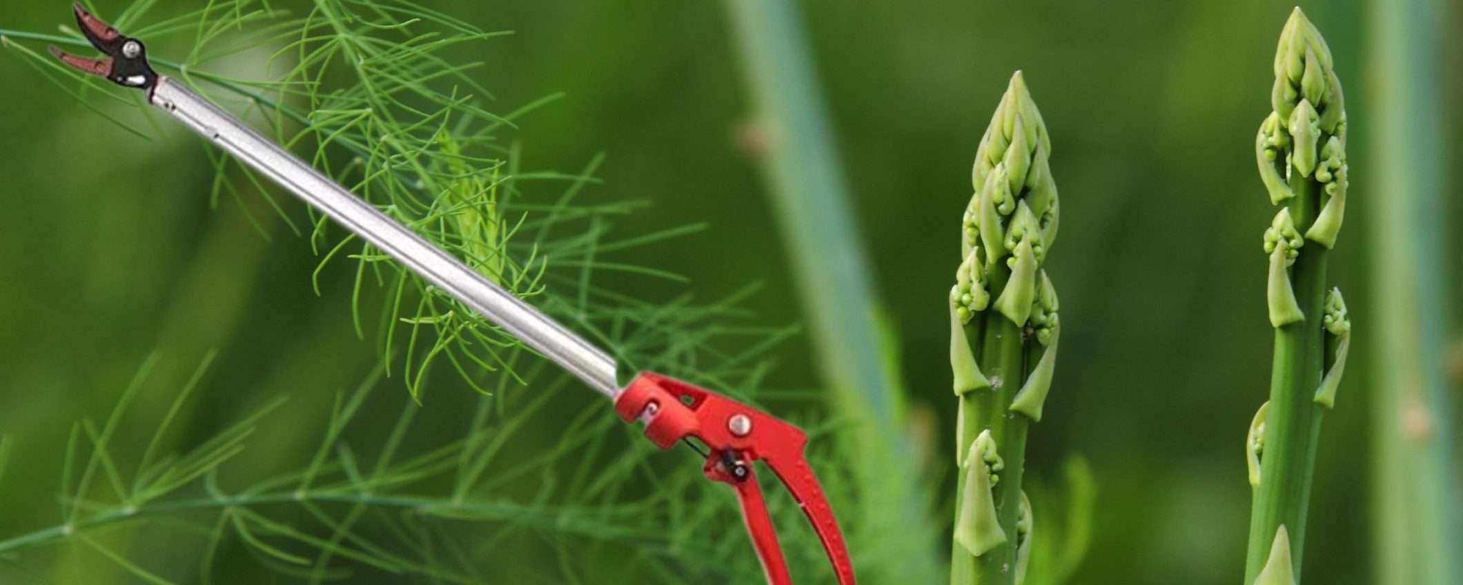 Raccogli asparagi? Allora questo DEVI averlo, non ne farai più a meno (17€)