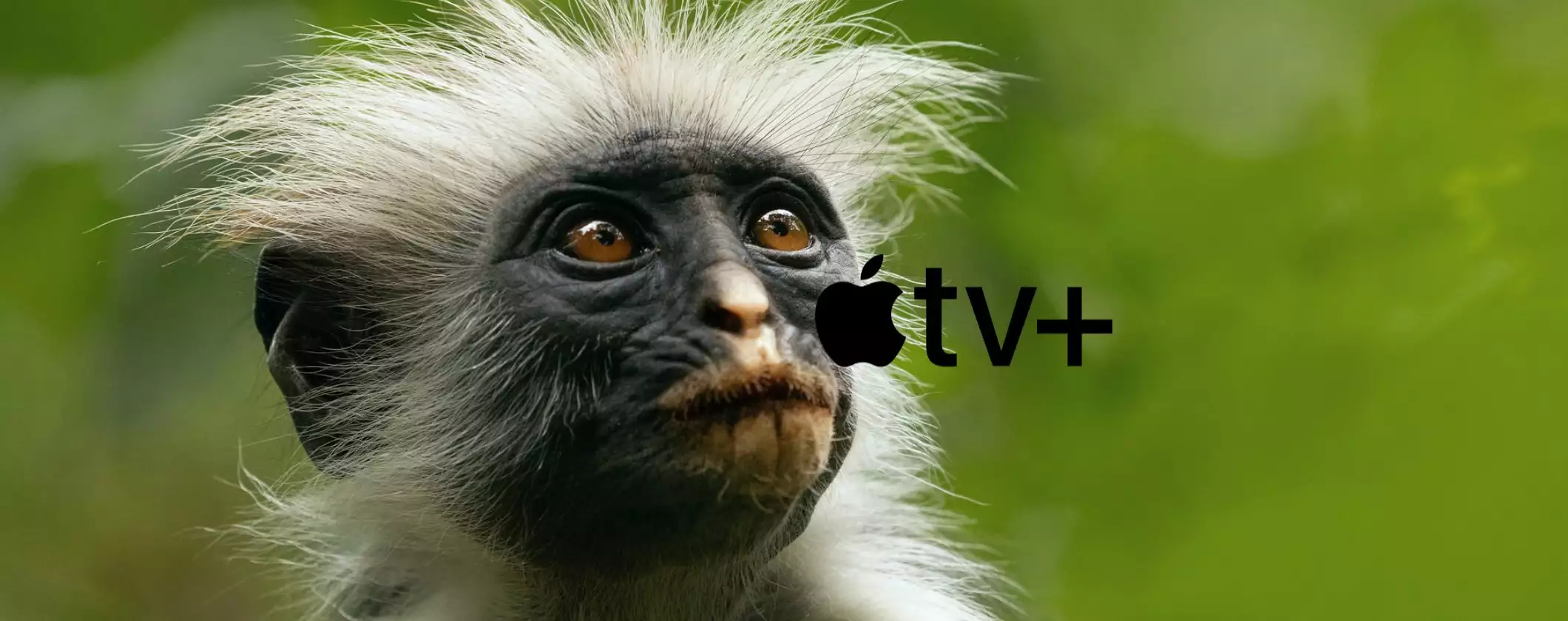 Apple TV+: tutti i titoli in arrivo a dicembre 2024